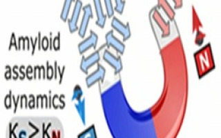 מחקר ישראלי מגלה: ספין אלקטרונים משפיע על היווצרות חלבוני אלצהיימר