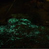 How Glowing Bacteria in the Dirt May One Day Save Lives
