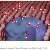New study uncover nuclear spin's impact on biological processes